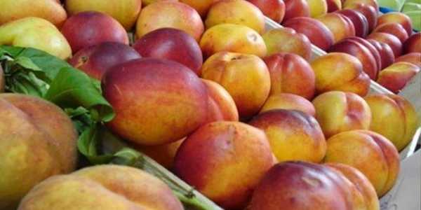 Δέσμευση φρούτων από τους ελεγκτές τροφίμων στον Πειραιά 