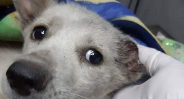 Κτηνωδία!Έκοψαν τα αυτιά και το πόδι σκύλου στην Ξάνθη (φωτο)