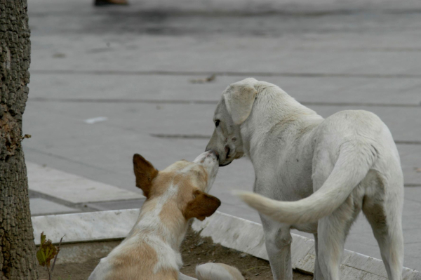 Κακοποίηση ζώων: Το σποτ της ΕΛΑΣ για τη γραμμή καταγγελιών 10410
