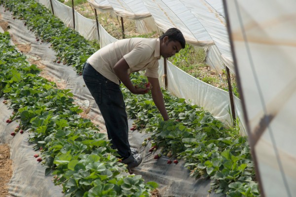 Νέα Μανωλάδα: Έχασαν τα πάντα στη φωτιά οι εργάτες γης