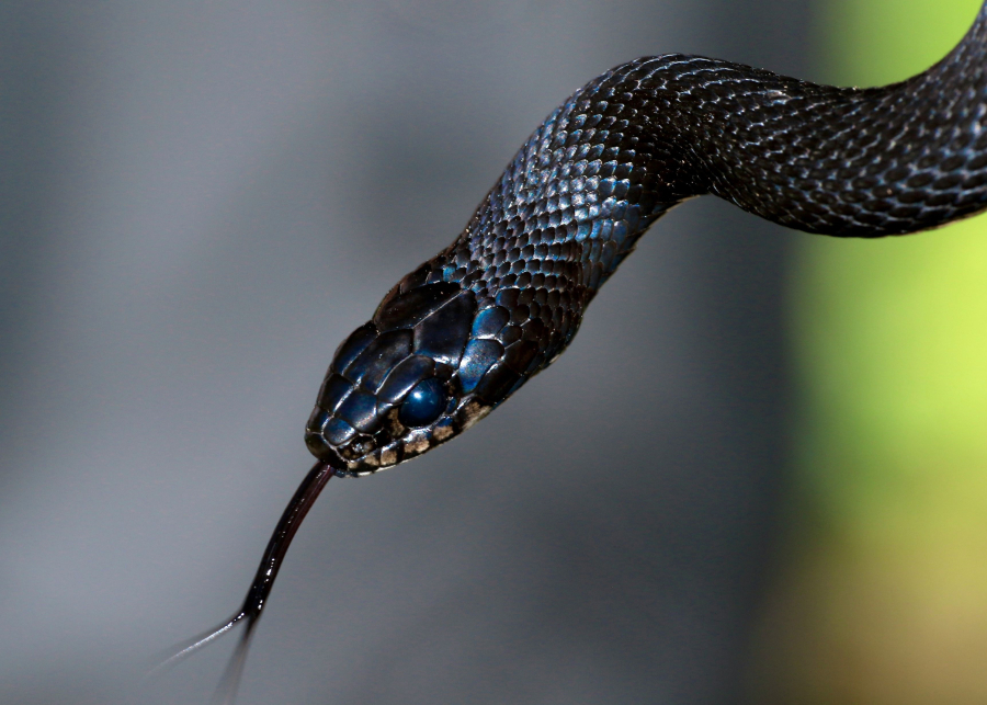 Έρχεται ένα αντίδοτο για όλα τα δηλητηριώδη φίδια στον κόσμο