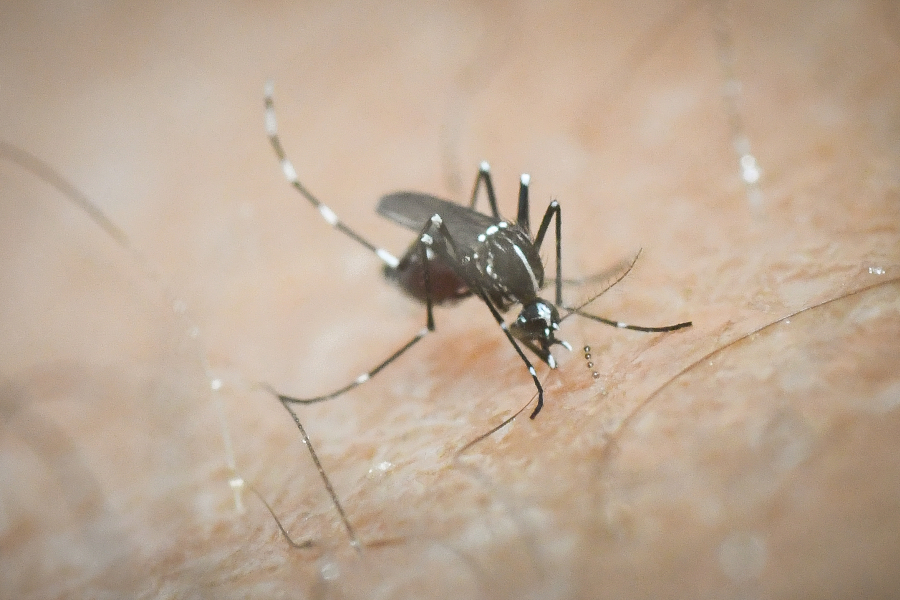 Τεράστια αύξηση των κουνουπιών στη βόρεια Ελλάδα, εντατικοί ψεκασμοί