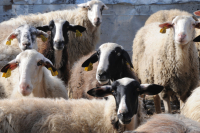 Σεμερτζίδου: Έχουμε λάβει τις νόμιμες επιδοτήσεις από τον ΟΠΕΚΕΠΕ που μας αναλογούν (Βίντεο)