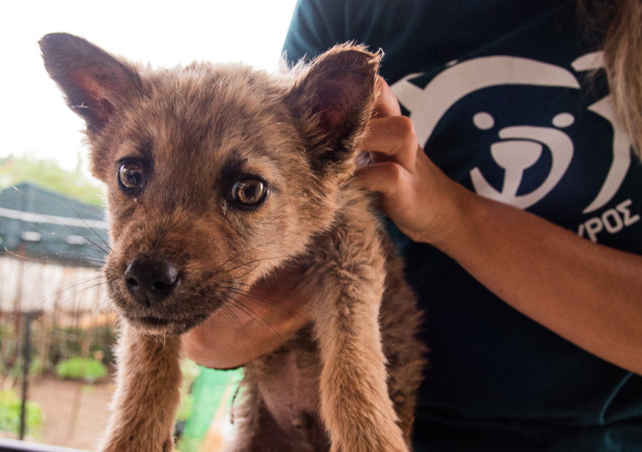 Έκρηξη του πληθυσμού των τσακαλιών στην Ελλάδα