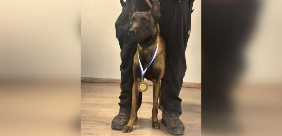 Τέμπη: Σκότωσαν με φόλα τον Echo, τον σκύλο ανιχνευτή που συμμετείχε στις έρευνες της σιδηροδρομικής τραγωδίας
