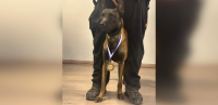 Τέμπη: Σκότωσαν με φόλα τον Echo, τον σκύλο ανιχνευτή που συμμετείχε στις έρευνες της σιδηροδρομικής τραγωδίας