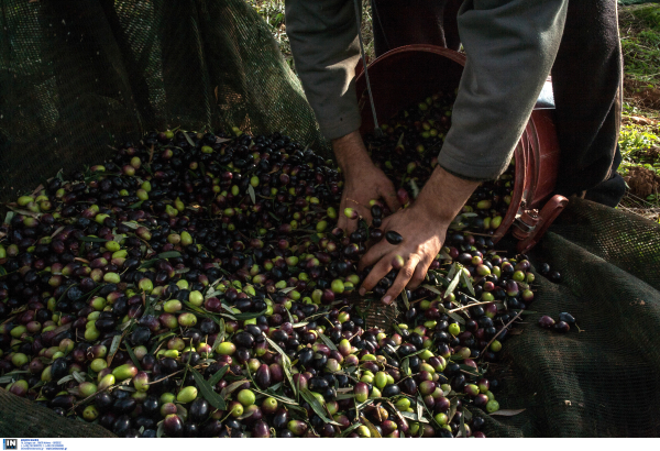 Γιατί δεν μπαίνει πλαφόν στην τιμή στο ελαιόλαδο