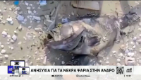 Νεκρά ψάρια στην Άνδρο: Πλημμύρισαν οι παραλίες (βίντεο)