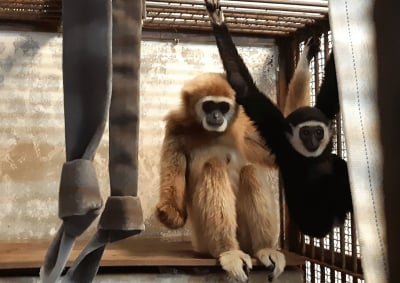 Λύθηκε το μυστήριο με την «Μόμο», την μαϊμού που ζούσε μόνη στο κλουβί και έμεινε έγκυος: Τι έδειξε το τεστ DNA