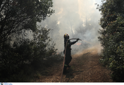 Συναγερμός στην πυροσβεστική: Φωτιά τώρα σε δασική έκταση στη Σπάρτη