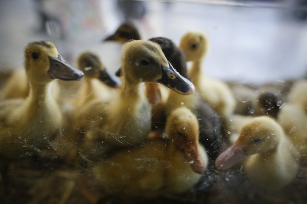 Παπάκια γέμισε το… Αστυνομικό Τμήμα Χαριλάου