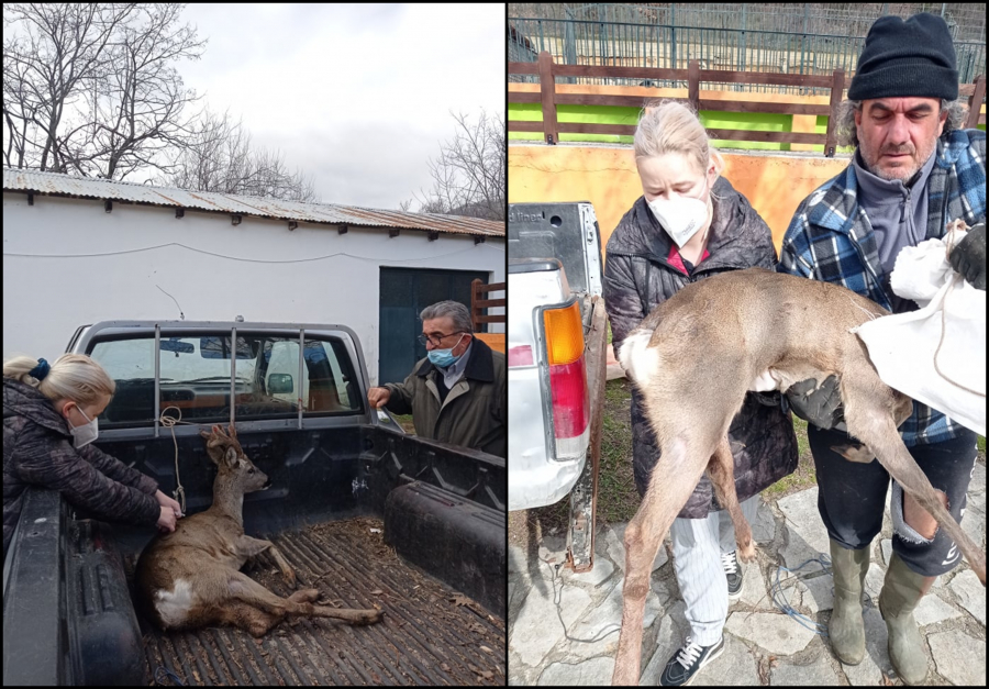 Φλώρινα: Κυνήγησαν και πυροβόλησαν μικρό ζαρκάδι - Τι λέει ο «Αρκτούρος»
