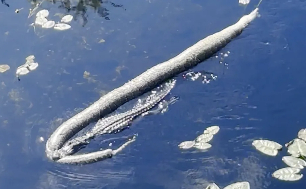 Αλιγάτορας κολυμπά κουβαλώντας το «γεύμα» του: Έναν πύθωνα κατά πολύ μεγαλύτερό του (Βίντεο)