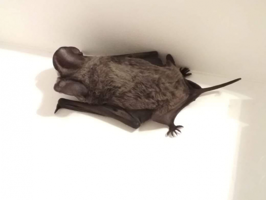 Θεσσαλονίκη: Οι διασώστες των... νυχτερίδων -Σε ποια σημεία των σπιτιών εγκλωβίζονται τα θηλαστικά