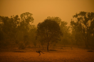Αυστραλία - φωτιές: Θα σκοτώσουν 10.000 καμήλες γιατί πίνουν πολύ νερό (pic)