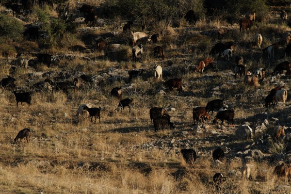 Ρόδος: Κατσίκια προκάλεσαν τροχαίο δυστύχημα, νεκρός ένας 62χρονος