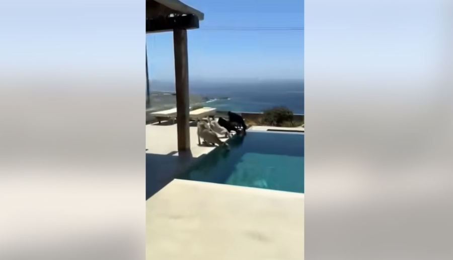 Μύκονος: Viral βίντεο με κατσίκια που πίνουν νερό από πισίνα