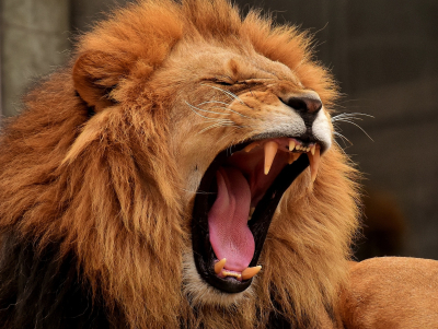 Νότια Αφρική: Σταδιακό τέλος στην εκτροφή λιονταριών για κυνήγι