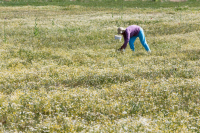 ΟΠΕΚΕΠΕ: Πληρωμές 104,3 εκατ. για το υπόλοιπο συνδεδεμένων ενισχύσεων