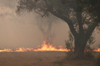 Πρόγραμμα ψυχολογικής υποστήριξης για τους πληγέντες από τις πυρκαγιές σε Έβρο και Ροδόπη