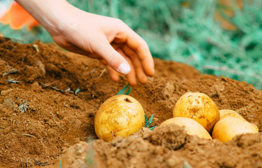 Επιστημονική μέθοδος CSI για την εξιχνίαση της απάτης σε ελληνικά προϊόντα