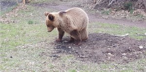 Φλώρινα: Αρκούδα τραυματίστηκε σε τροχαίο