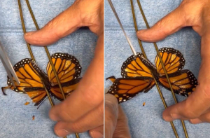 Βίντεο: Έκαναν μεταμόσχευση φτερού σε πεταλούδα