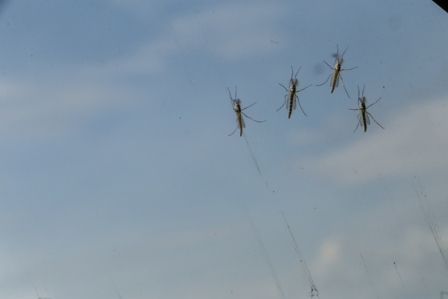 Ιός Δυτικού Νείλου - ΕΟΔΥ: Οχτώ κρούσματα και δύο θάνατοι την τελευταία εβδομάδα