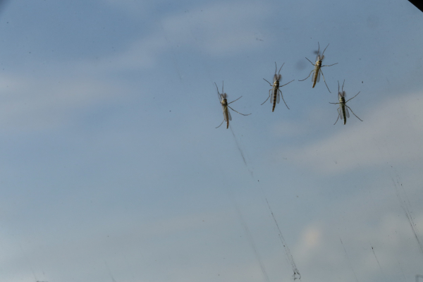 Ιός Δυτικού Νείλου - ΕΟΔΥ: Οχτώ κρούσματα και δύο θάνατοι την τελευταία εβδομάδα