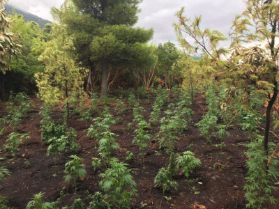 Φυτεία χασίς στα Ανώγεια Κρήτης εντόπισαν οι αρχές, αναζητούνται οι καλλιεργητές