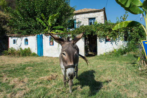 Νάξος: Εδεσε με σύρμα τα αυτιά, τη γλώσσα και την κάτω γνάθο αθώου γάιδαρου για να εκδικηθεί συγχωριανό του!