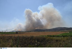 ΕΛΓΑ: Διευκρινίσεις για τις ενισχύσεις σε παραγωγούς που επλήγησαν από τις φωτιές