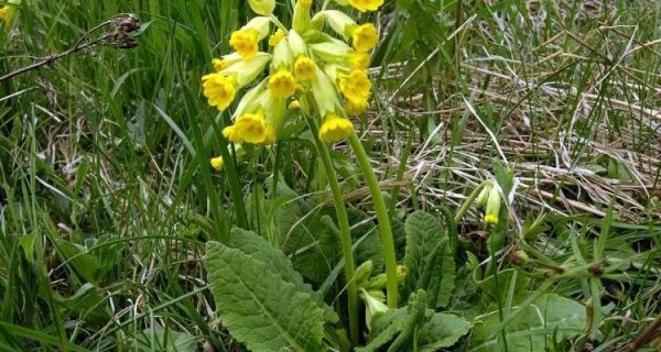 Το «λουλούδι του Δαρβίνου» που μάζευαν οι Αλβανοί και πωλείται πανάκριβα