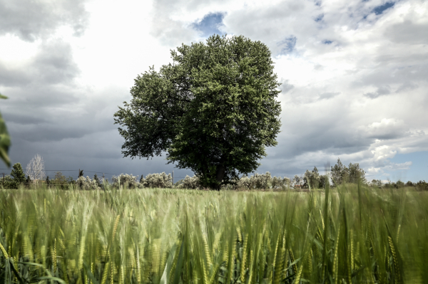 «Σκανδαλάρα» ΟΠΕΚΕΠΕ: Αγρότες της Κρήτης έπαιρναν 6,8 εκατ. ευρώ επιδοτήσεις το 2018, εκτινάχθηκαν σε 30,2 εκατ. ευρώ το 2019