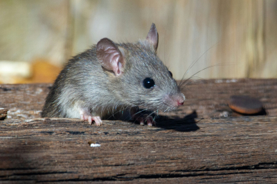 Ερευνητές δημιούργησαν τεχνητούς όρχεις ποντικού στο εργαστήριο που μοιάζουν πολύ με τους πραγματικούς