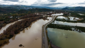 Ηλεία: Δεκάδες νεκρά πρόβατα εντοπίστηκαν στον Αλφειό ποταμό - Τι ερευνούν οι αρχές