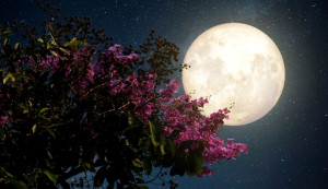 Ροζ πανσέληνος: Απόψε το εντυπωσιακό ανοιξιάτικο «Φεγγάρι του Λουλουδιού»