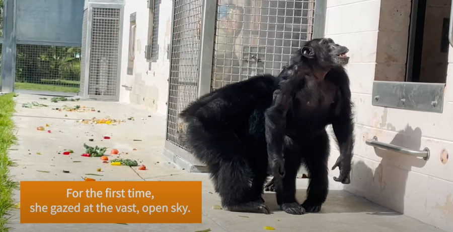 Συγκινητικό βίντεο: Χιμπατζής που πέρασε τη ζωή του σε κλουβί για πειράματα βλέπει για πρώτη φορά τον ουρανό