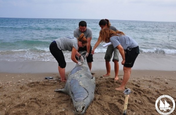 Νέα δολοφονία φώκιας με καραμπίνα, νοτιοδυτικά της Σάμου