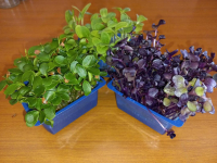 Μπορεί να είναι μικροσκοπικά αλλά έχουν τη δύναμη να σώσουν τον πλανήτη