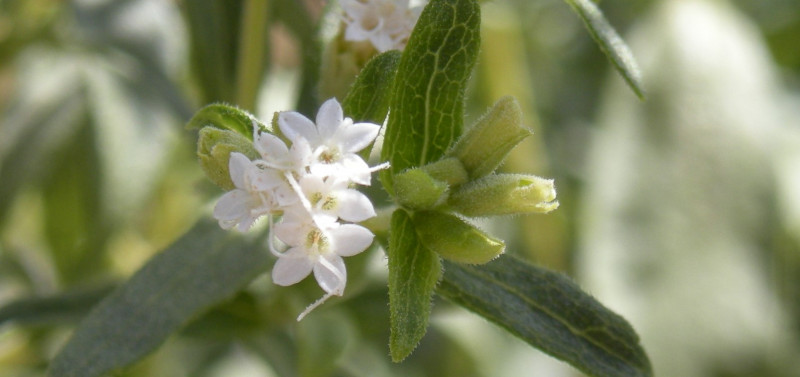 Δωρεάν πρόγραμμα κατάρτισης για την καλλιέργεια στέβιας στη Στερεά Ελλάδα