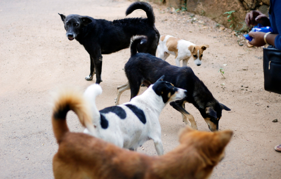 Βόλος: Αδέσποτα επιτέθηκαν σε 7χρονο αγόρι - Τον δάγκωσαν σε πόδια και πλάτη