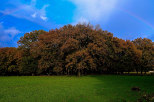 Μια βόλτα στο μαγευτικό δρυοδάσος της Φολόης (Βίντεο)