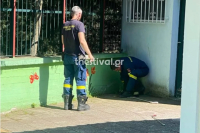 Θεσσαλονίκη: Αναστάτωση από την εμφάνιση φιδιών σε Νηπιαγωγείο - Τι ζητούν οι γονείς