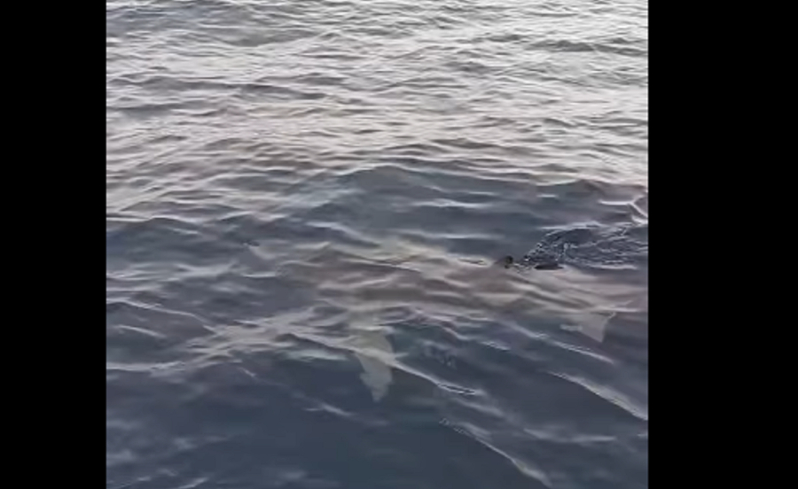 Κέρκυρα: Η στιγμή που καρχαρίας πλησιάζει φουσκωτό - «Τόσο κοντά πρώτη φορά το βλέπω» (Βίντεο)