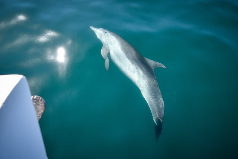 Καταγγελία από το «Αρχιπέλαγος»: Στο βόρειο Αιγαίο θανατώνονται δελφίνια από αλιευτικά
