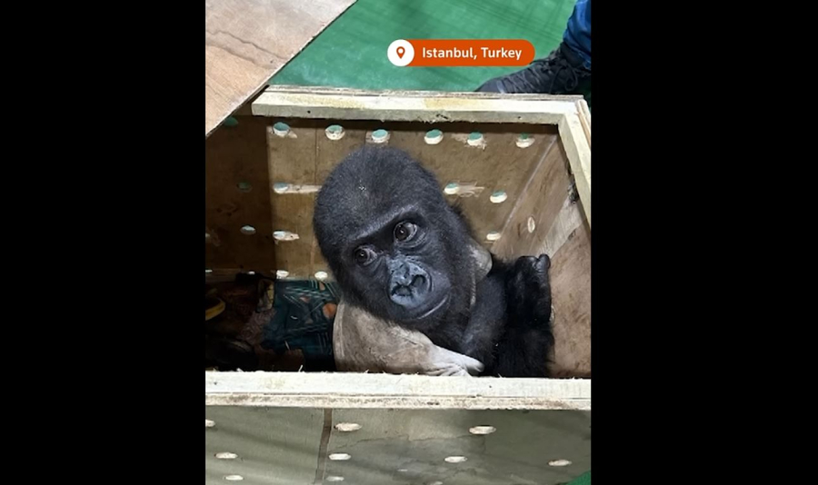Οι τουρκικές Αρχές εντόπισαν γοριλάκι στο αεροδρόμιο της Κωνσταντινούπολης