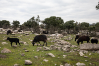 Σκάνδαλο ΟΠΕΚΕΠΕ: Στο ίδιο έργο θεατές και με το επιτελικό κράτος