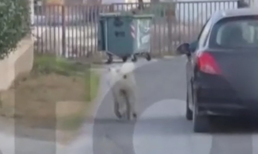 Θεσσαλονίκη: Αδιανόητο, τραβούσε τον σκύλο του με λουρί ενώ οδηγούσε