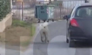 Θεσσαλονίκη: Αδιανόητο, τραβούσε τον σκύλο του με λουρί ενώ οδηγούσε